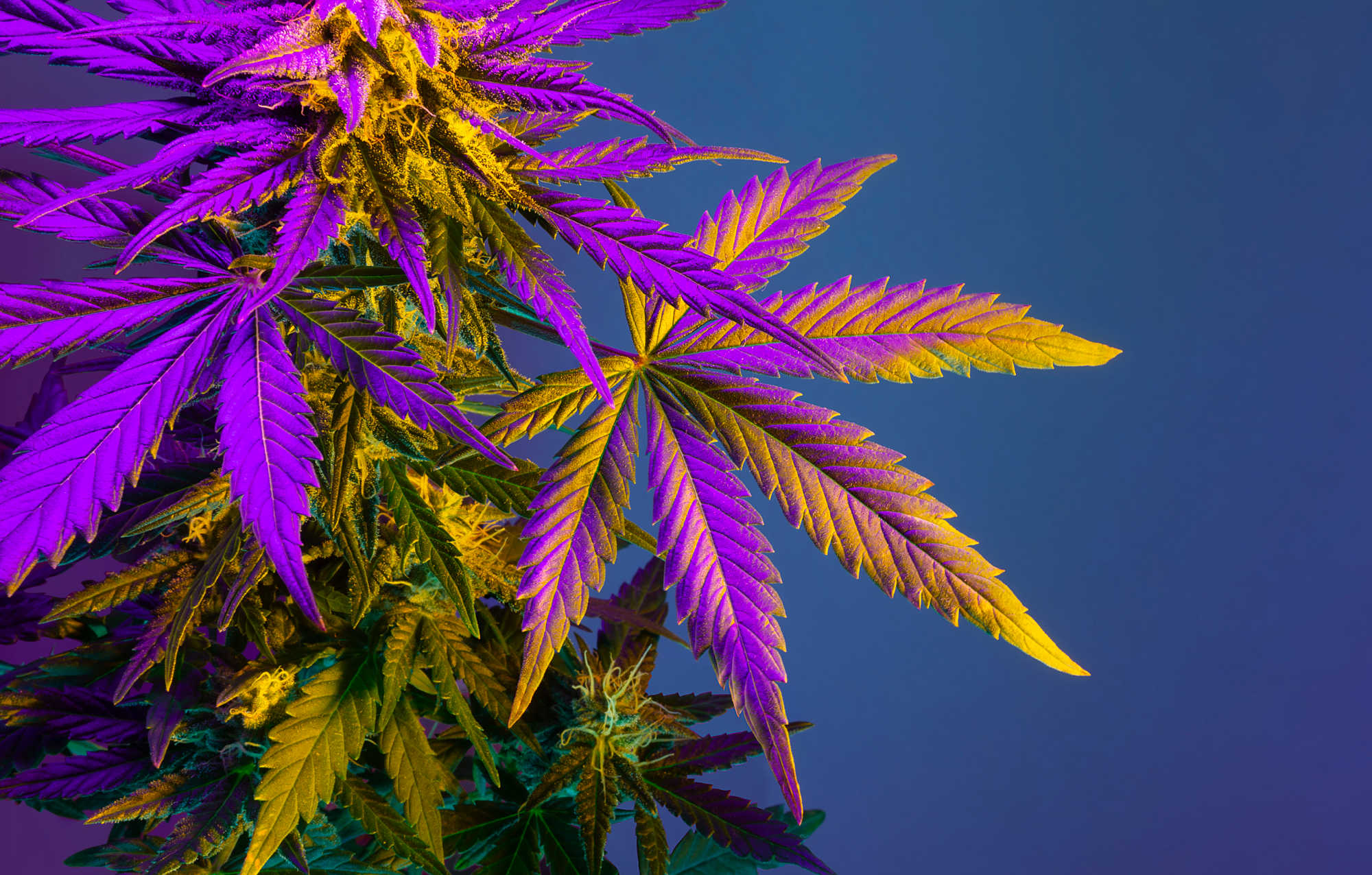 Senators Pass Bill to Legalize Recreational Marijuana, Joining 21 States  and District of Columbia