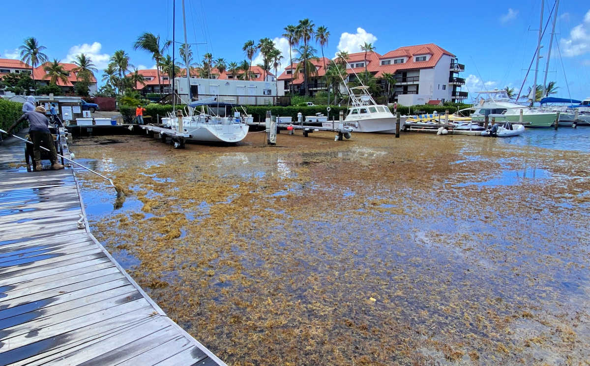 Hotel and Tourism Association Seeks to Learn Impact of Sargassum on