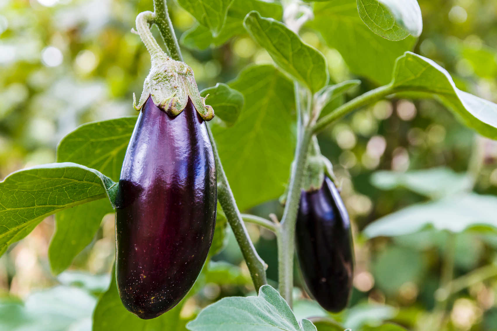 3rd Annual 'Plant-a-Seed' Challenge is Back, This Year's Crop is Eggplant