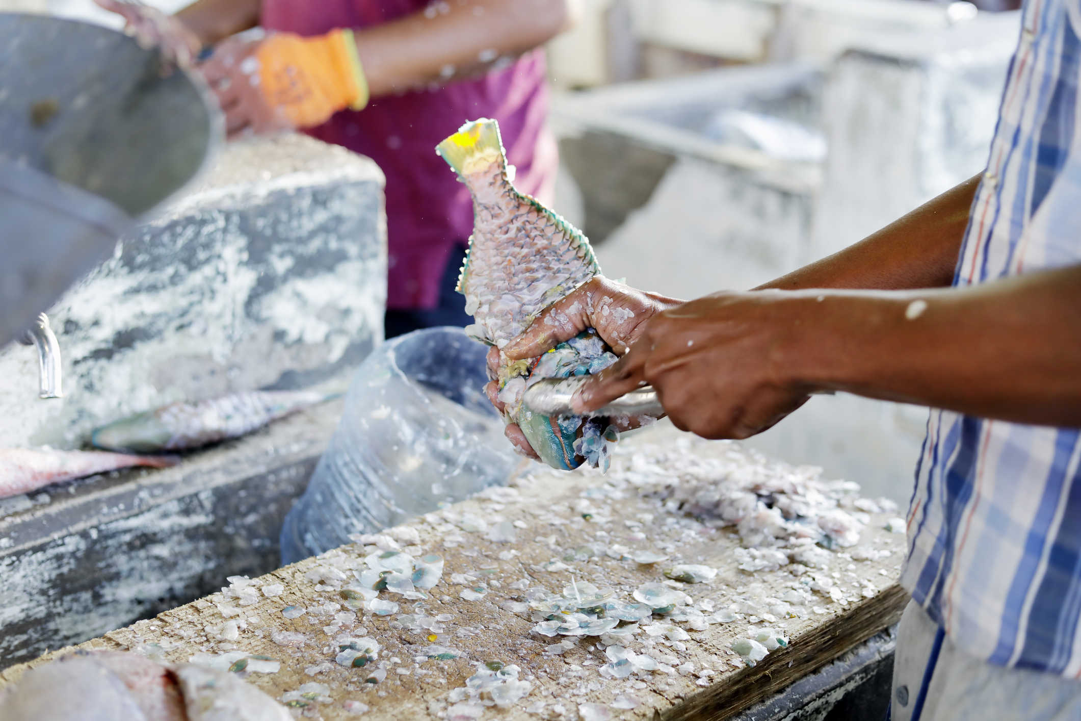 Senator Sarauw Says DPNR's 'Blanket' Fishing Moratorium Lift is Threat to Local Fishermen