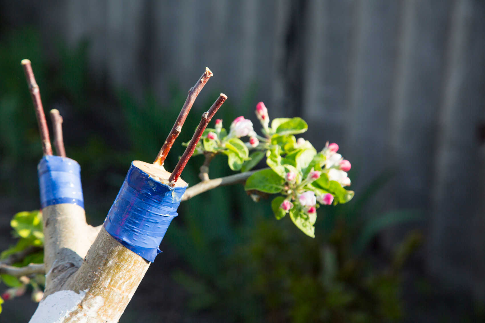 Public Invited to UVI School of Agriculture's Fruit Tree Grafting
